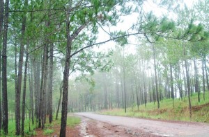 Kirirom Hillside Resort - Kampong Speu