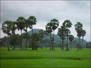 Phnom Roap Bat - Kampong Chhnang