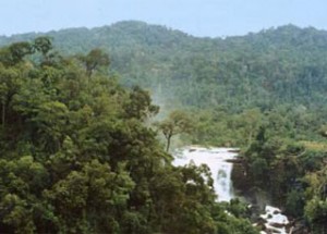 Cardamom Mountains - Pursat