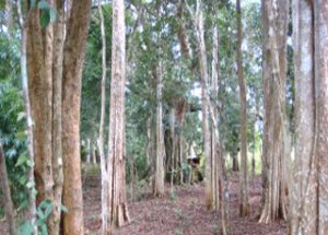 Chrey Yos Waterfall - Mondulkiri