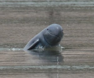 Fresh Water Dolphin - Stung Treng