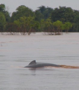 Irrawaddy Dolphins - Kratie