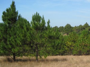 Plantation of Pinetrees - Mondulkiri