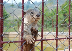 Teuk Chhu Zoo - Kampot