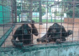 zoo- kep