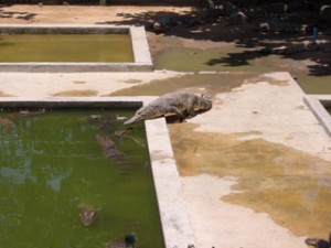 Angkor Zoo - Siem Reap