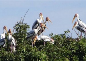 bird-sanctuary-at-prek-toal