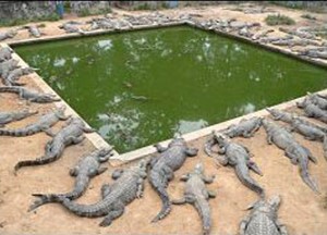 Crocodile Farm - Siem Reap