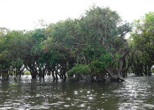 Kompong Pluk - Siem Reap