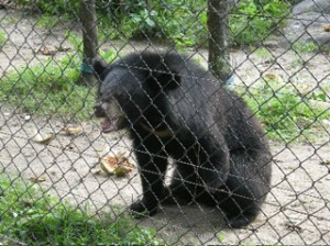 Phnom Ta Mao (Zoo) - Takeo