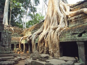 Ta Prohm Temple - Takeo